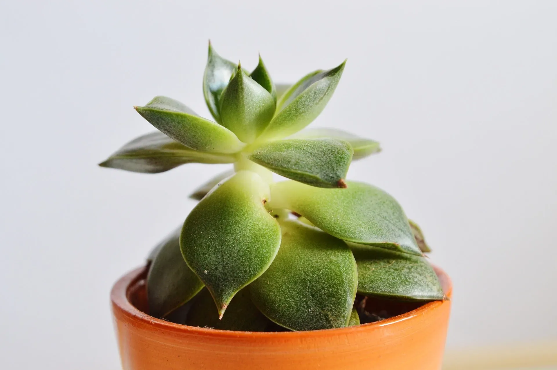 多肉植物 英語での発音：これで自信がつく！驚きのネイティブ発音完全ガイド